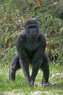 Batı ova goril, gorilla goril