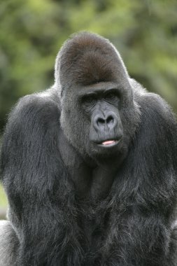 Batı ova goril, gorilla goril
