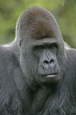 Batı ova goril, gorilla goril