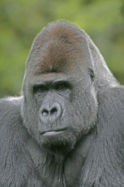 Batı ova goril, gorilla goril