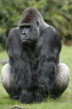 Batı ova goril, gorilla goril