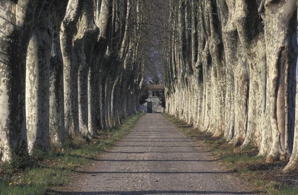 Londoner Platane, Platanus hispanica muenc — Stockfoto