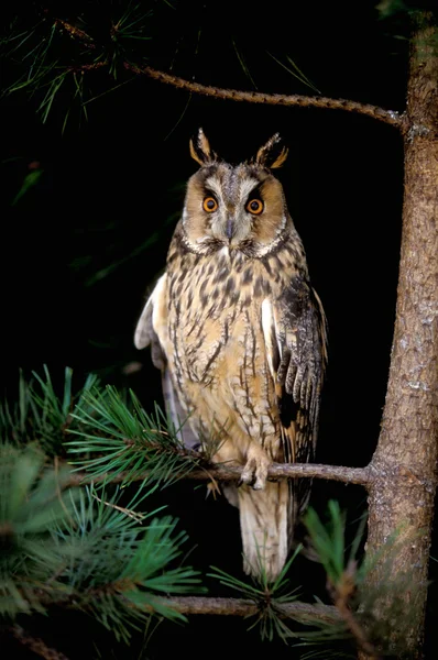 Langohr-Eule, Asio otus, — Stockfoto