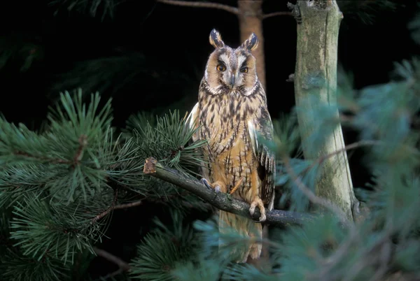 Sowa długouszna, Asio otus, — Zdjęcie stockowe