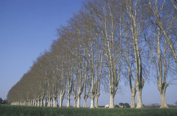 Londen vliegtuig, platanus hispanica muenc — Stockfoto