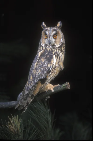 Uzun kulaklı Baykuş, Asio otus, — Stok fotoğraf