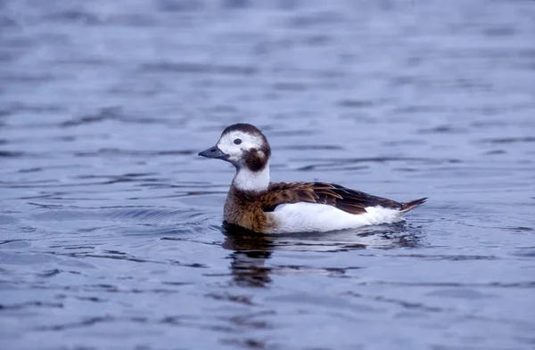 Duck s dlouhým ocasem, Clangula hyemalis — Stock fotografie