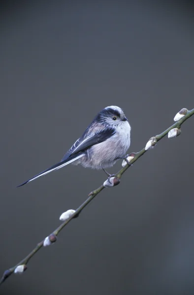 Длиннохвостая синица, Aegithalos caudatus — стоковое фото