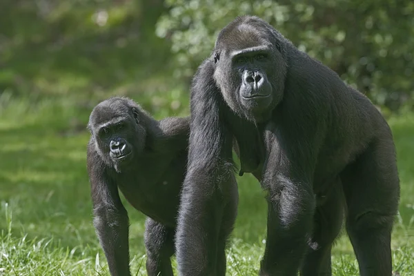 Västlig låglandsgorilla, gorilla gorilla — Stockfoto