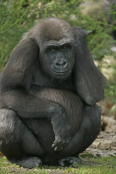 Западная низменная горилла — стоковое фото