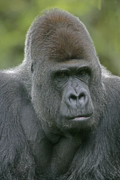 Western lowland gorilla, Gorilla gorilla — Stock Photo, Image