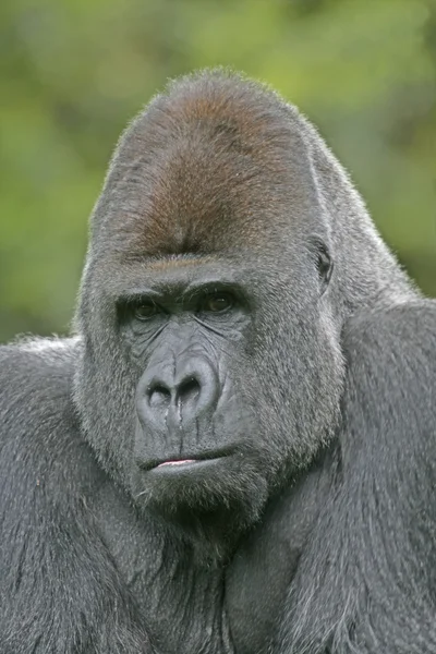 Western lowland gorilla, Gorilla gorilla — Stock Photo, Image