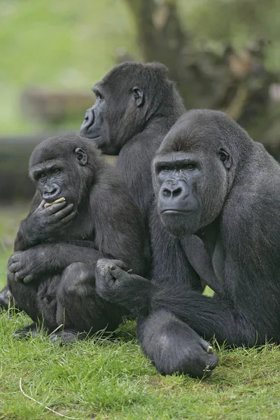 Nyugati síkvidéki gorilla, gorilla gorilla — Stock Fotó