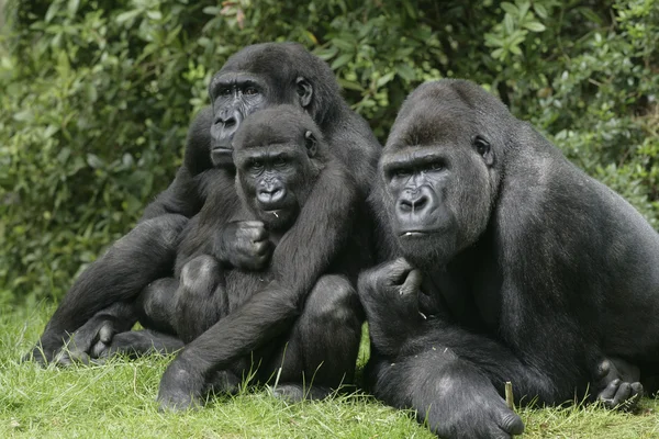 Západní nížinná gorila, gorilla gorilla — Stock fotografie