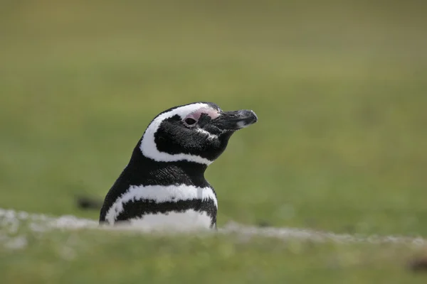 Magellanic penguin, Spheniscus magellanicus — Stock Photo, Image