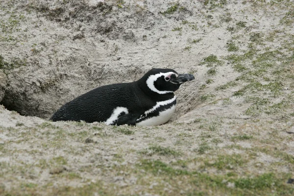 Pinguim-de-magalhães, Spheniscus magellanicus — Fotografia de Stock