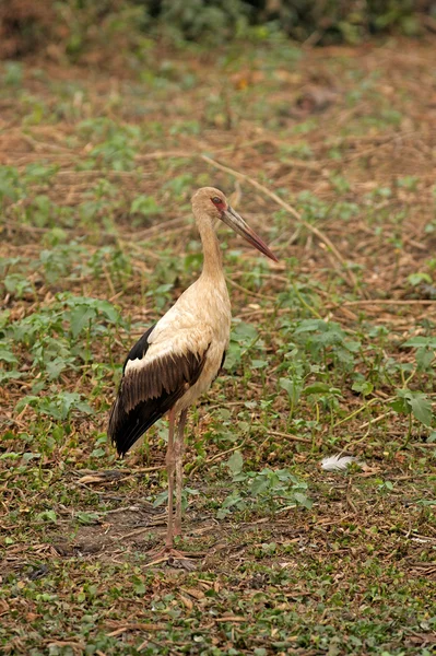 Maguari stork, Ciconia maguari, — Stock Photo, Image