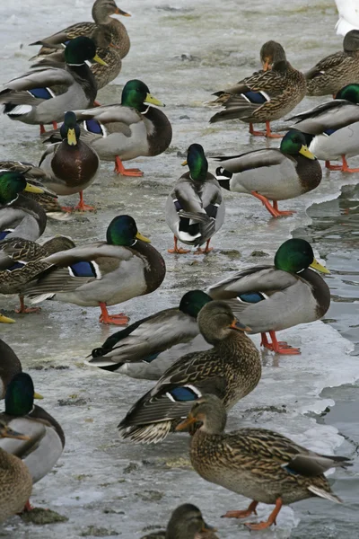 Mallard, Anas platyrhynchos — Stock Photo, Image