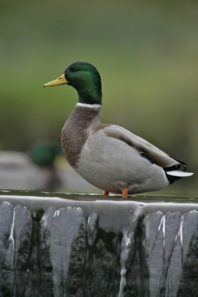 Ánade azulón, anas platyrhynchos — Foto de Stock