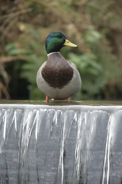 Canard colvert, anas platyrhynchos — Photo