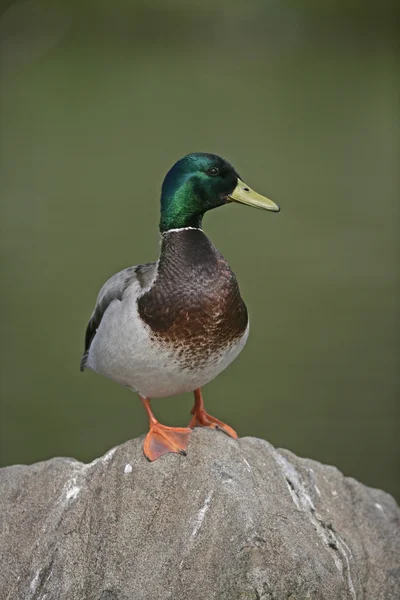 Ánade azulón, anas platyrhynchos — Foto de Stock