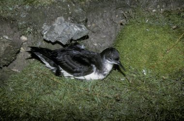 Manx shearwater, yelkovan kuşu yelkovan kuşu