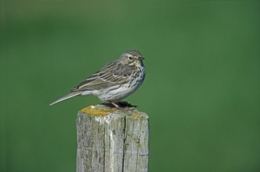 Esmerejón, falco columbarius