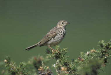 Esmerejón, falco columbarius