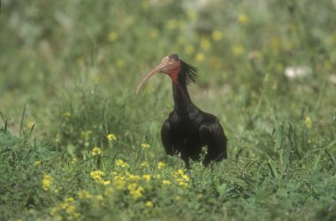 Kuzey kel Ibis veya waldrapp, geronticus eremita