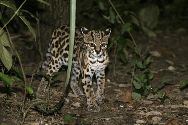 Hosszúfarkú macska, vagy a tigris macska vagy a kis tigris, leopardus wiedii — Stock Fotó