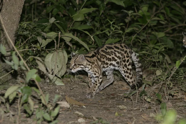 Margay або кішка тигра або маленький тигр, тварина wiedii — стокове фото