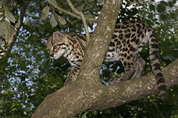 Margay lub tiger cat lub mały Tygrys, leopardus wiedii — Zdjęcie stockowe