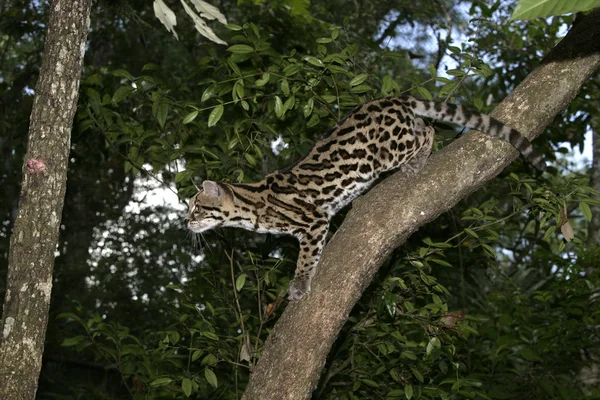 Hosszúfarkú macska, vagy a tigris macska vagy a kis tigris, leopardus wiedii — Stock Fotó