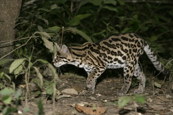 Margay o tigre gato o pequeño tigre, Leopardus wiedii — Foto de Stock