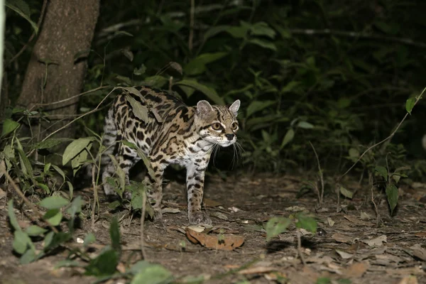 Margay หรือแมวเสือหรือเสือตัวน้อย Leopardus — ภาพถ่ายสต็อก