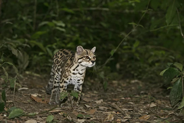Margay of tijger kat of kleine tijger, leopardus wiedii — Stockfoto