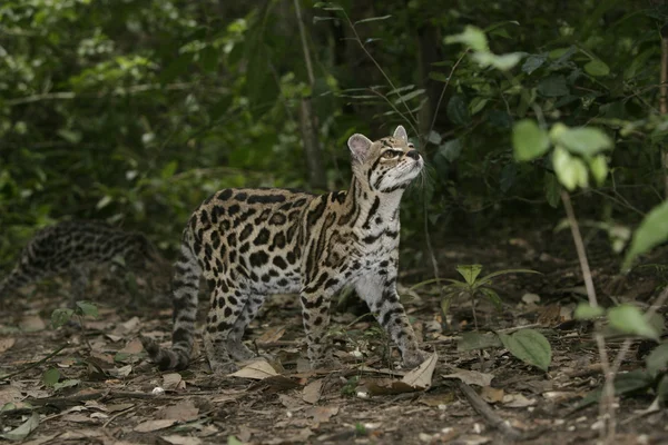 Margay eller tiger katt eller liten tiger, leopardus wiedii — Stockfoto