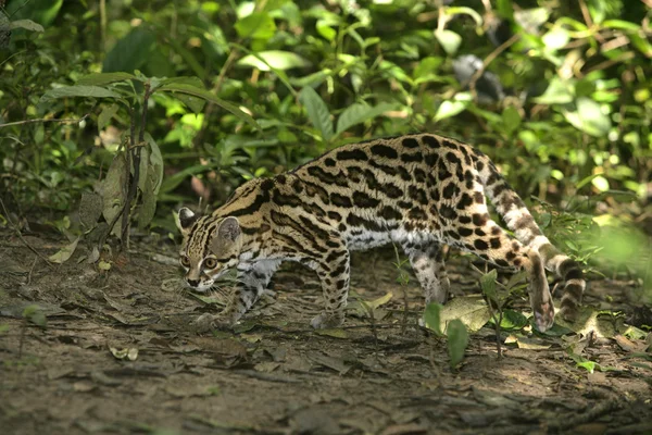 Margay ou tigre gato ou pequeno tigre, Leopardus wiedii — Fotografia de Stock