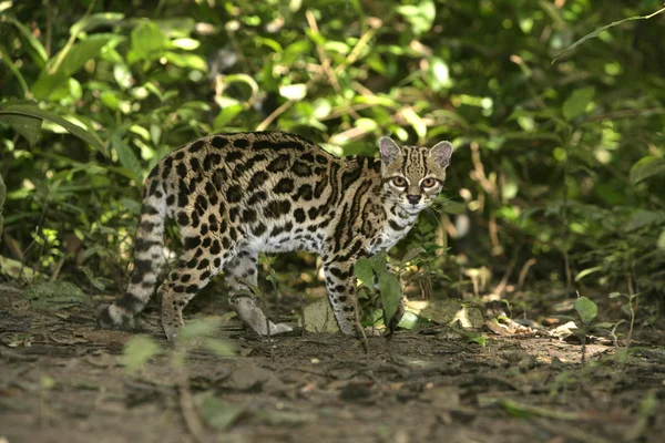 Margay o tigre gatto o piccola tigre, Leopardus wiedii — Foto Stock