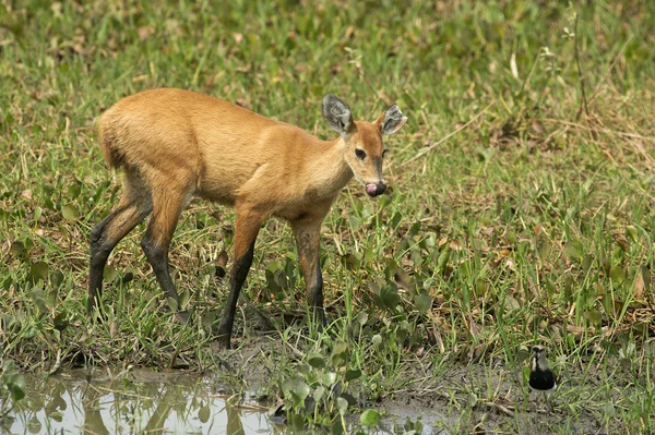 Marsh deer, Blastocerus dichotomus — Stock Photo, Image