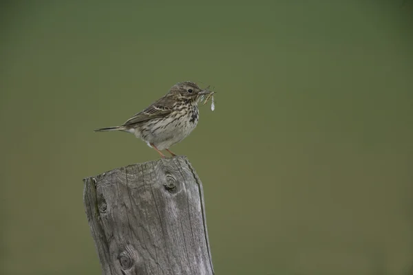 Meadow pipit, Anthus pratensis — Stock Photo, Image