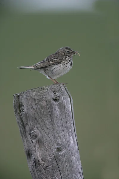 Anthus pratensis的Meadow Pipit — 图库照片