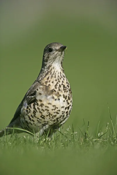 Tordo nero, Turdus viscivorus — Foto Stock