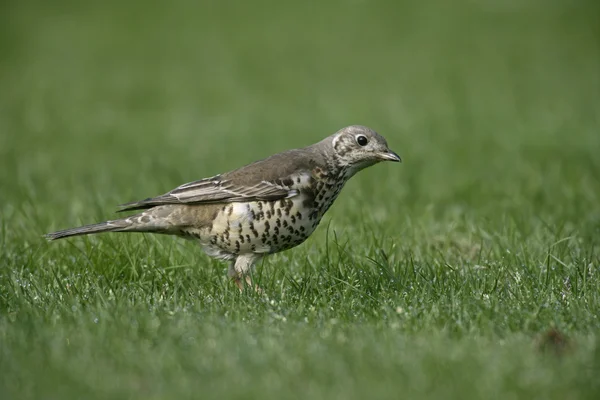 Mistle 아구창 turdus viscivorus — 스톡 사진