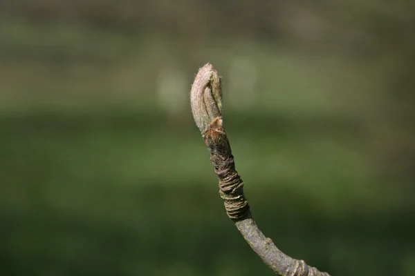 Сорбус-аукупария , — стоковое фото