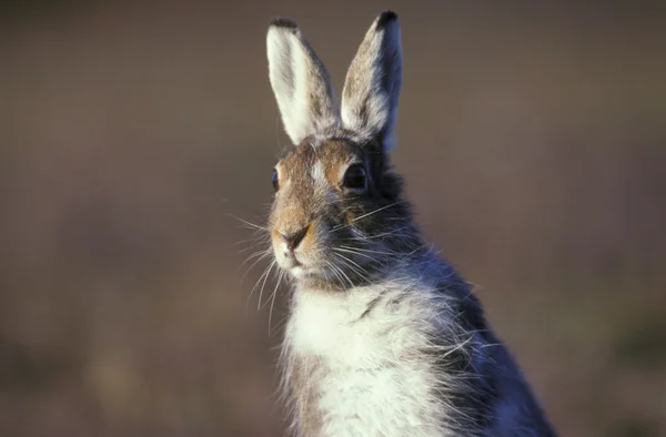 Dağ tavşan, tavşan timidus — Stok fotoğraf