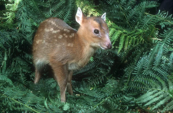 Muntjac, 36 лет, Muntiacus reevesi , — стоковое фото