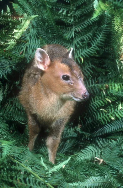 Muntjac, 36 лет, Muntiacus reevesi , — стоковое фото