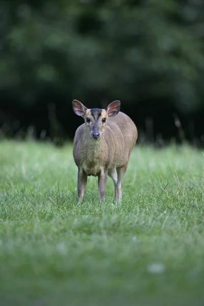 Muntjac, 36 лет, Muntiacus reevesi , — стоковое фото