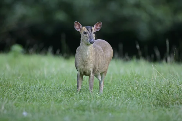 Muntjac, 36 лет, Muntiacus reevesi , — стоковое фото